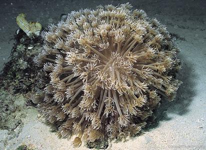 CotW preview: Goniopora stokesi