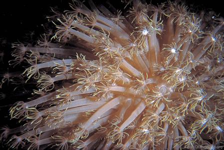 CotW: Goniopora stokesi