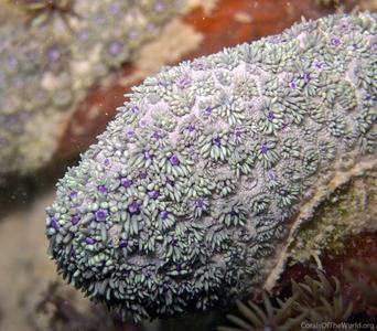 CotW: Goniopora stokesi