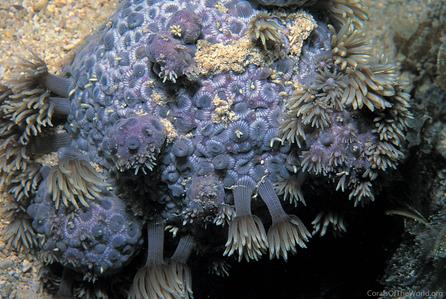CotW: Goniopora stokesi