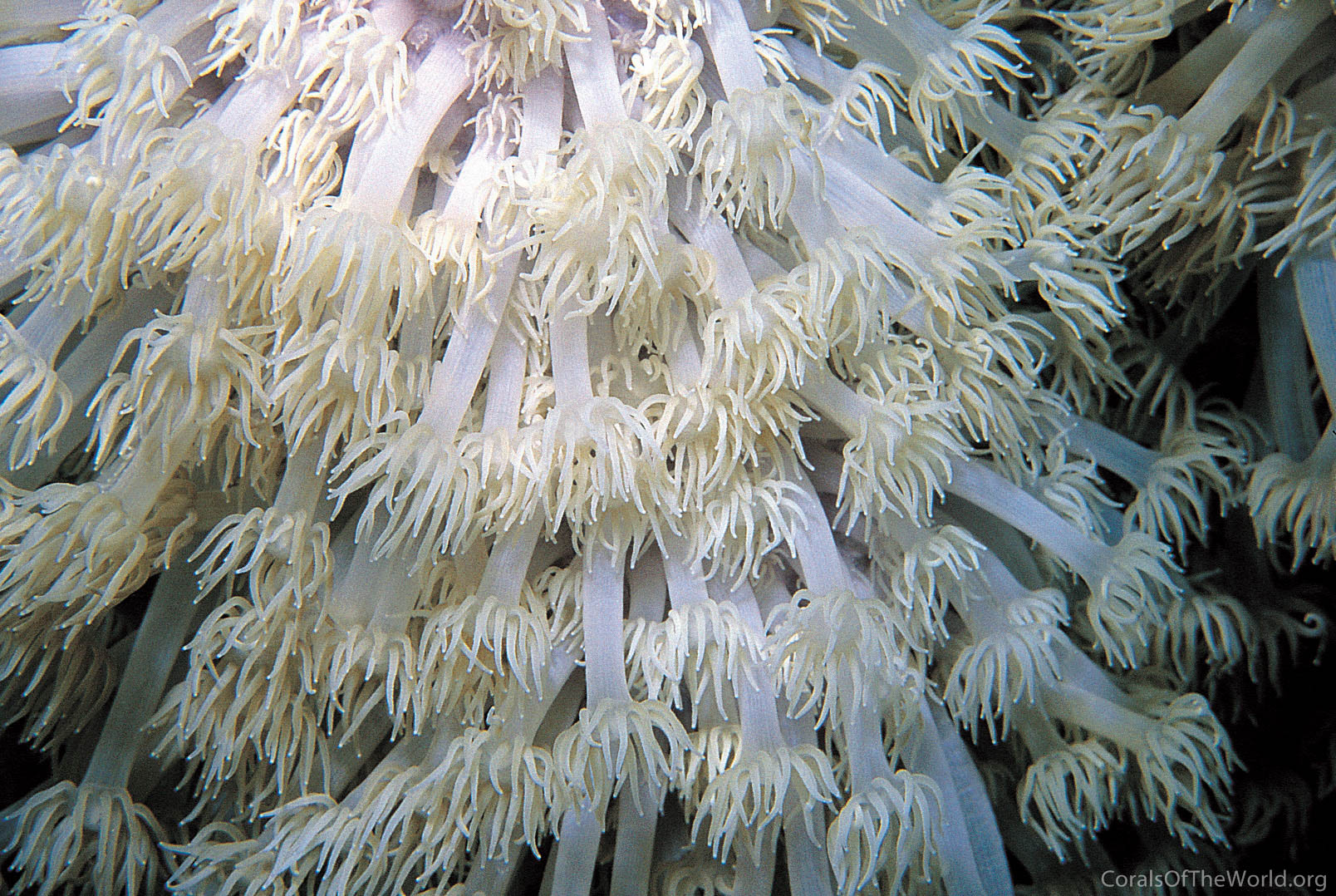 Goniopora sultani