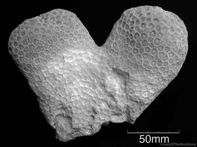 CotW: Goniopora sultani