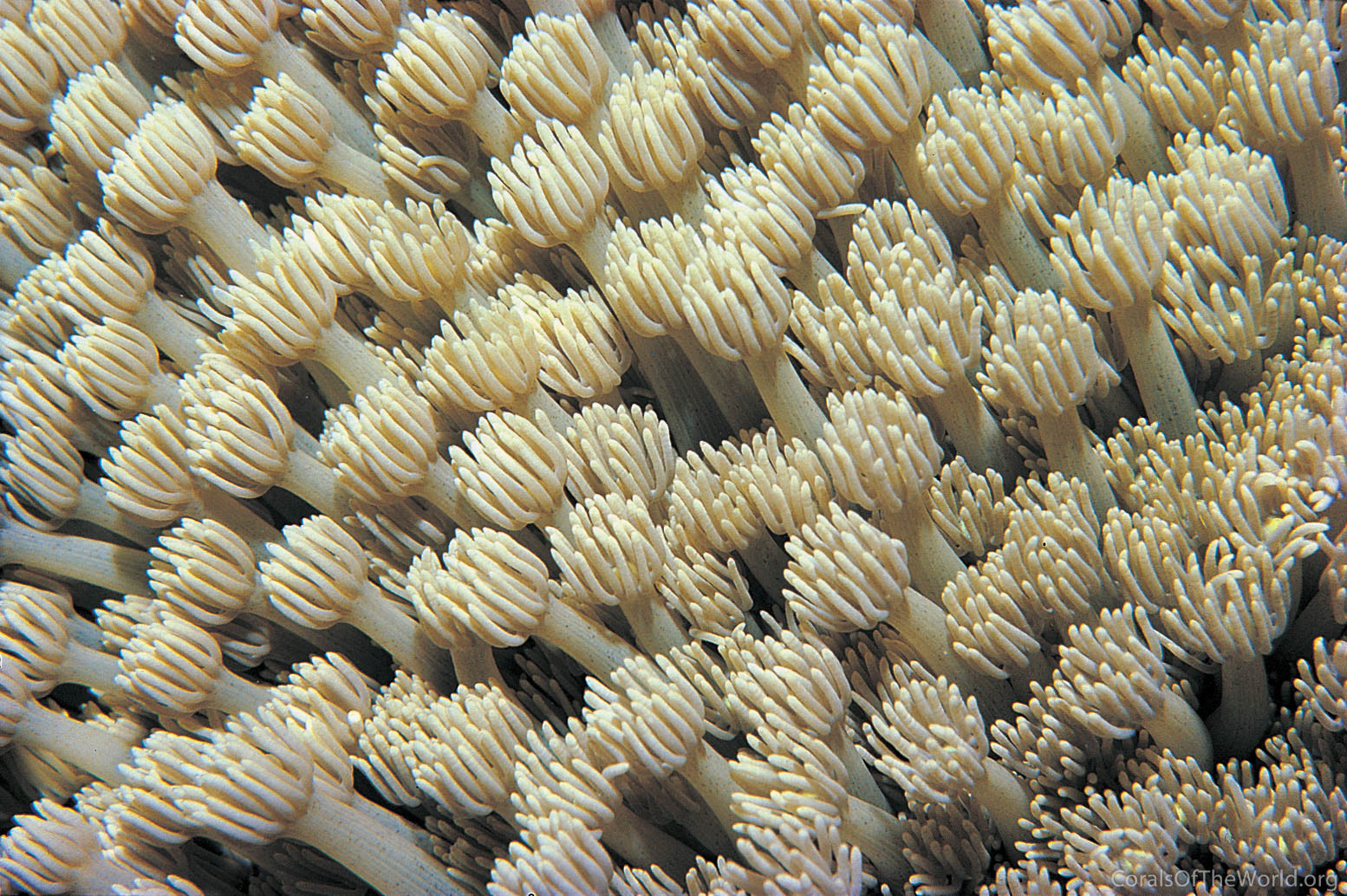 Goniopora tenuidens