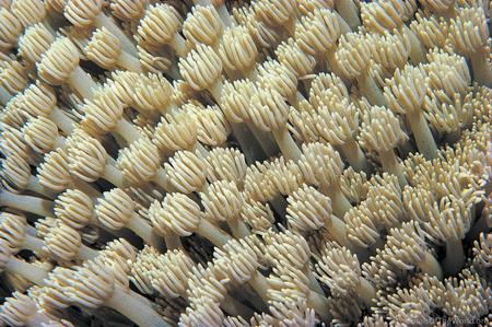 CotW preview: Goniopora tenuidens