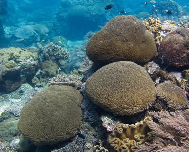 CotW preview: Goniopora tenuidens