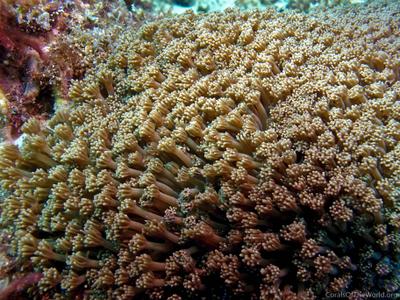 CotW: Goniopora tenuidens