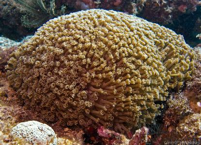 CotW: Goniopora tenuidens