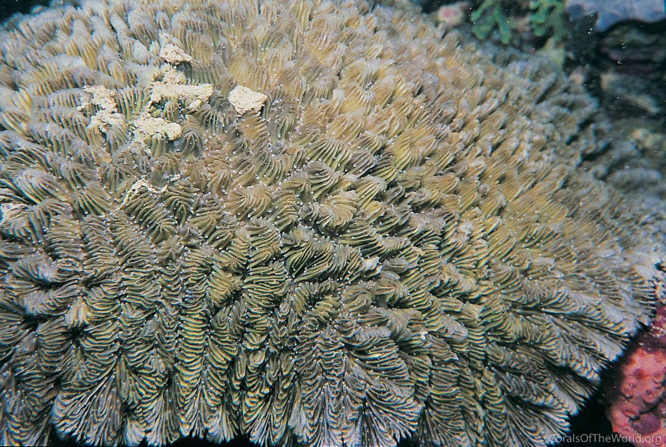 Image from Corals of the World: Gyrosmilia interrupta