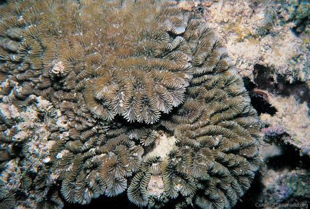 CotW: Gyrosmilia interrupta