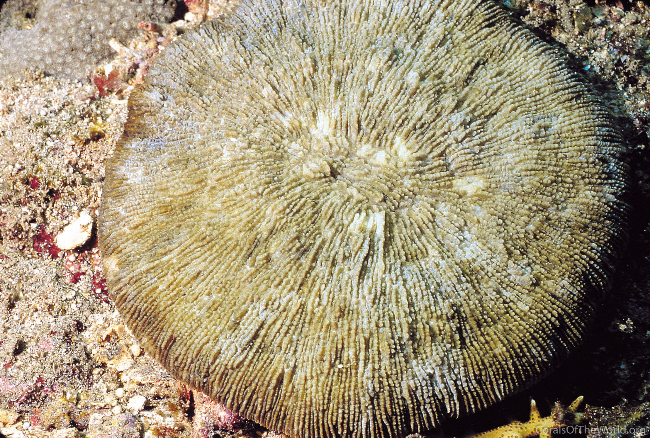Image from Corals of the World: Halomitra meierae