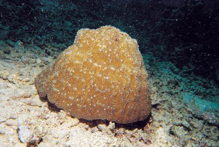 CotW: Halomitra pileus