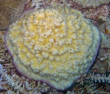 CotW: Halomitra pileus
