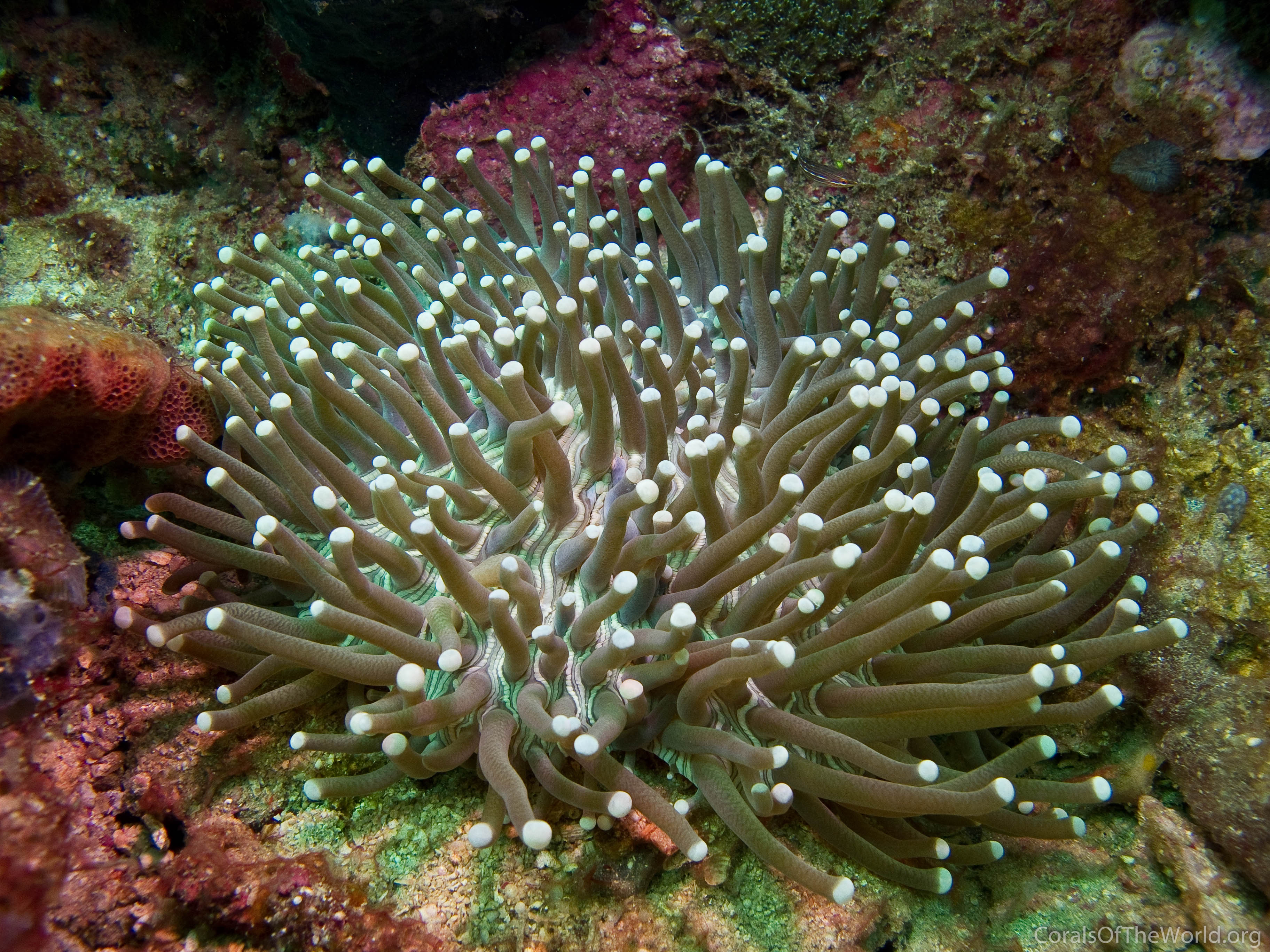Image from Corals of the World: Heliofungia actiniformis