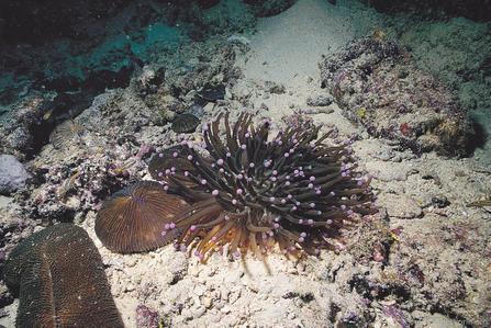 CotW preview: Heliofungia actiniformis