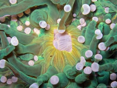 CotW: Heliofungia actiniformis