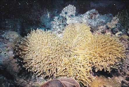 CotW: Heliofungia actiniformis