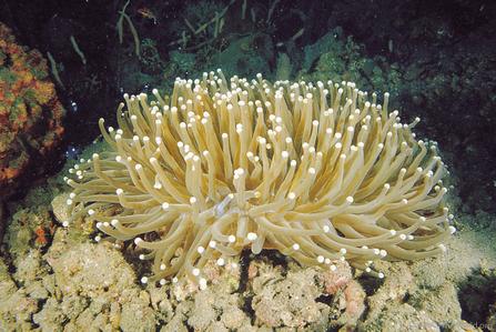 CotW: Heliofungia actiniformis