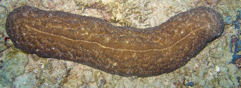 CotW: Herpolitha limax