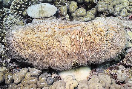 CotW: Herpolitha limax