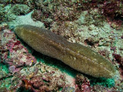 CotW: Herpolitha weberi