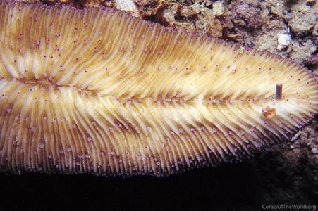 CotW: Herpolitha weberi