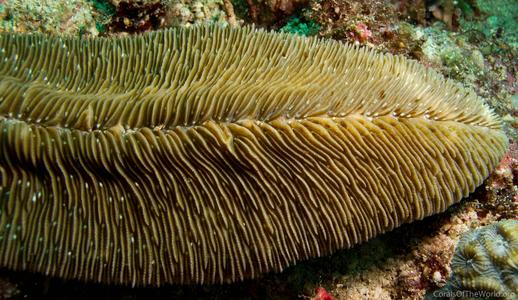 CotW: Herpolitha weberi