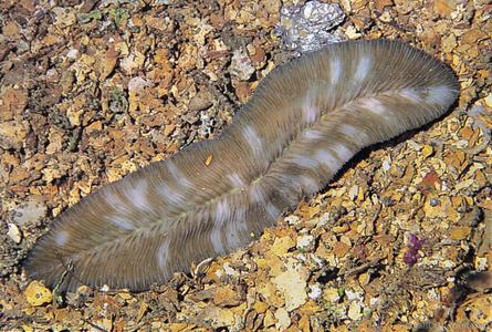 CotW: Herpolitha weberi