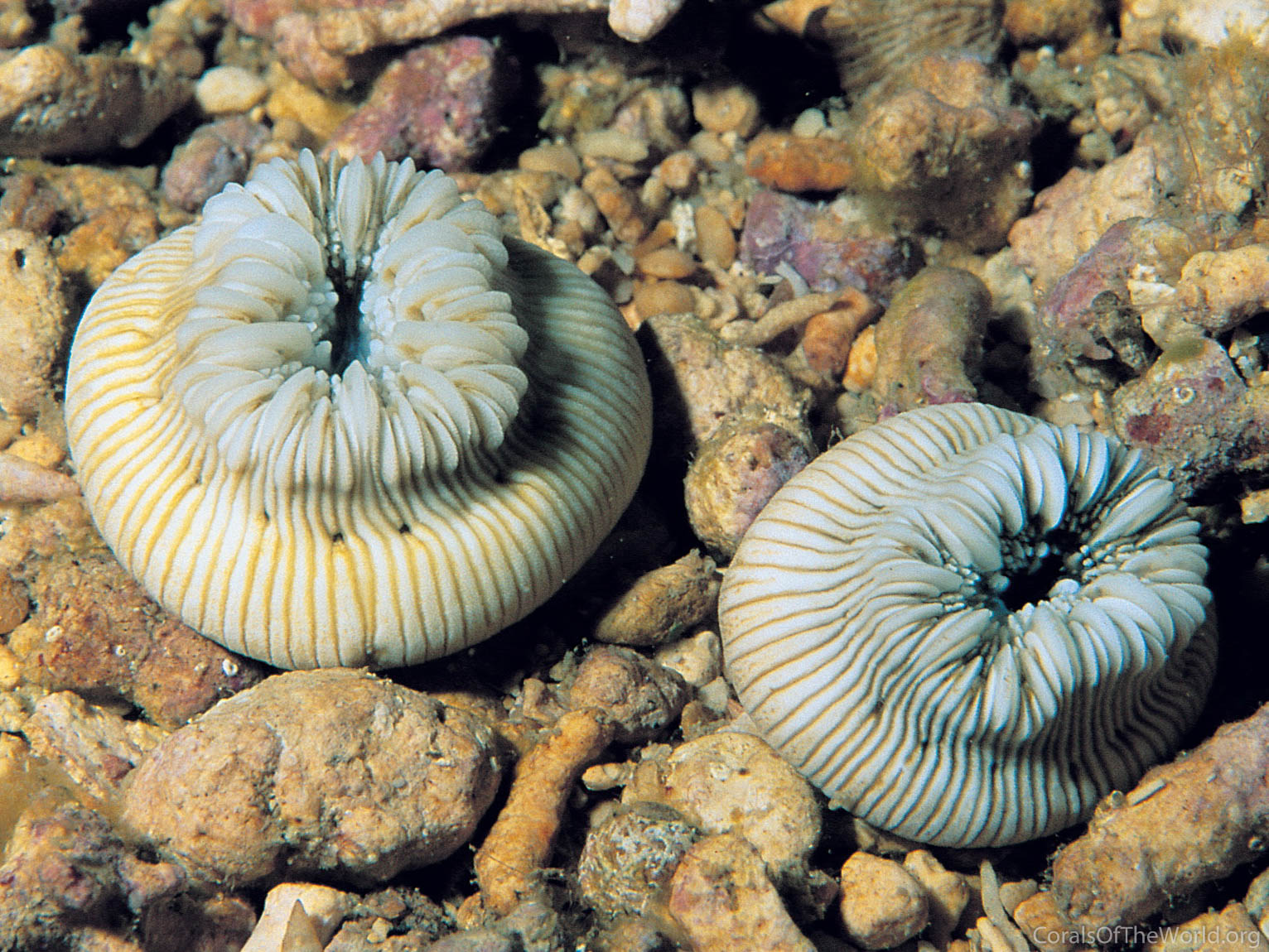 Heterocyathus aequicostatus
