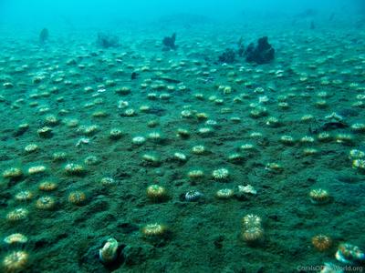CotW preview: Heterocyathus aequicostatus
