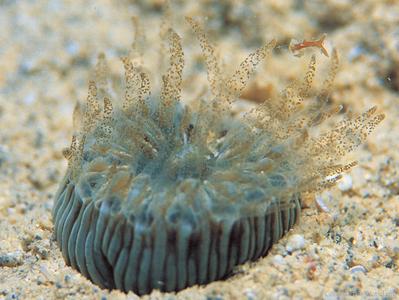 CotW: Heterocyathus aequicostatus