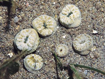 CotW: Heterocyathus aequicostatus