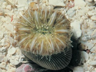 CotW: Heterocyathus aequicostatus