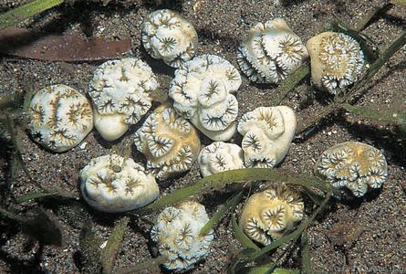 CotW: Heteropsammia cochlea
