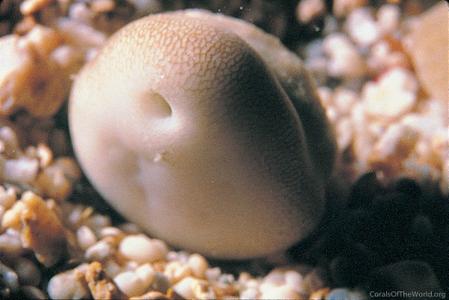 CotW: Heteropsammia cochlea