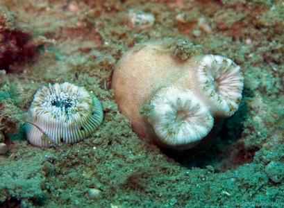 CotW: Heteropsammia cochlea