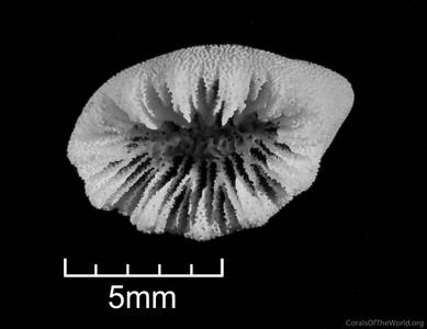 CotW preview: Heteropsammia moretonensis