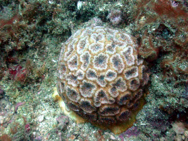 Image from Corals of the World: Horastrea indica