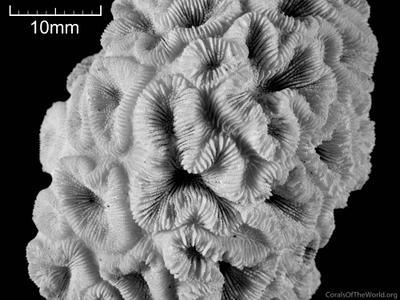 CotW: Horastrea indica