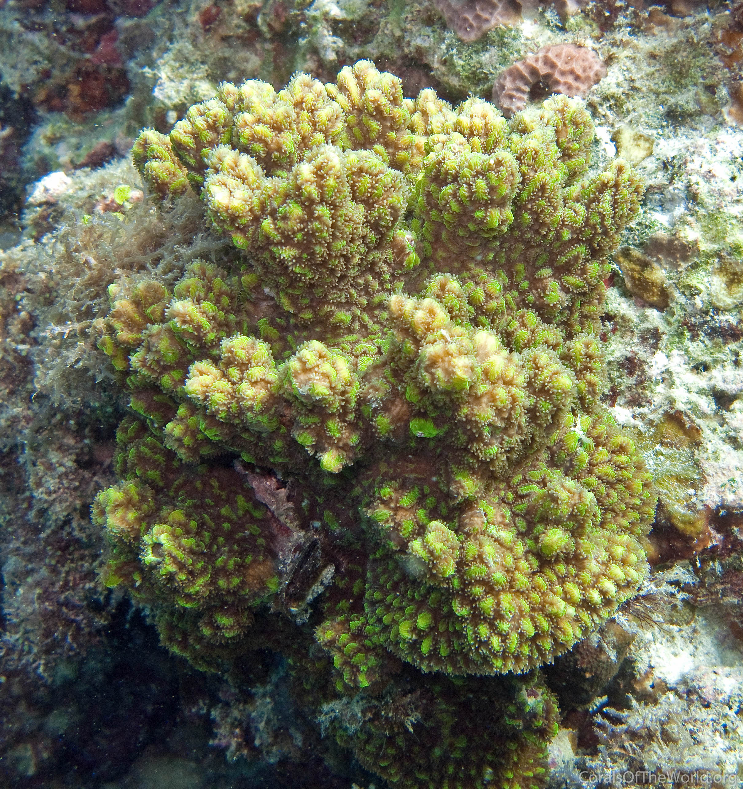 Image from Corals of the World: Hydnophora bonsai
