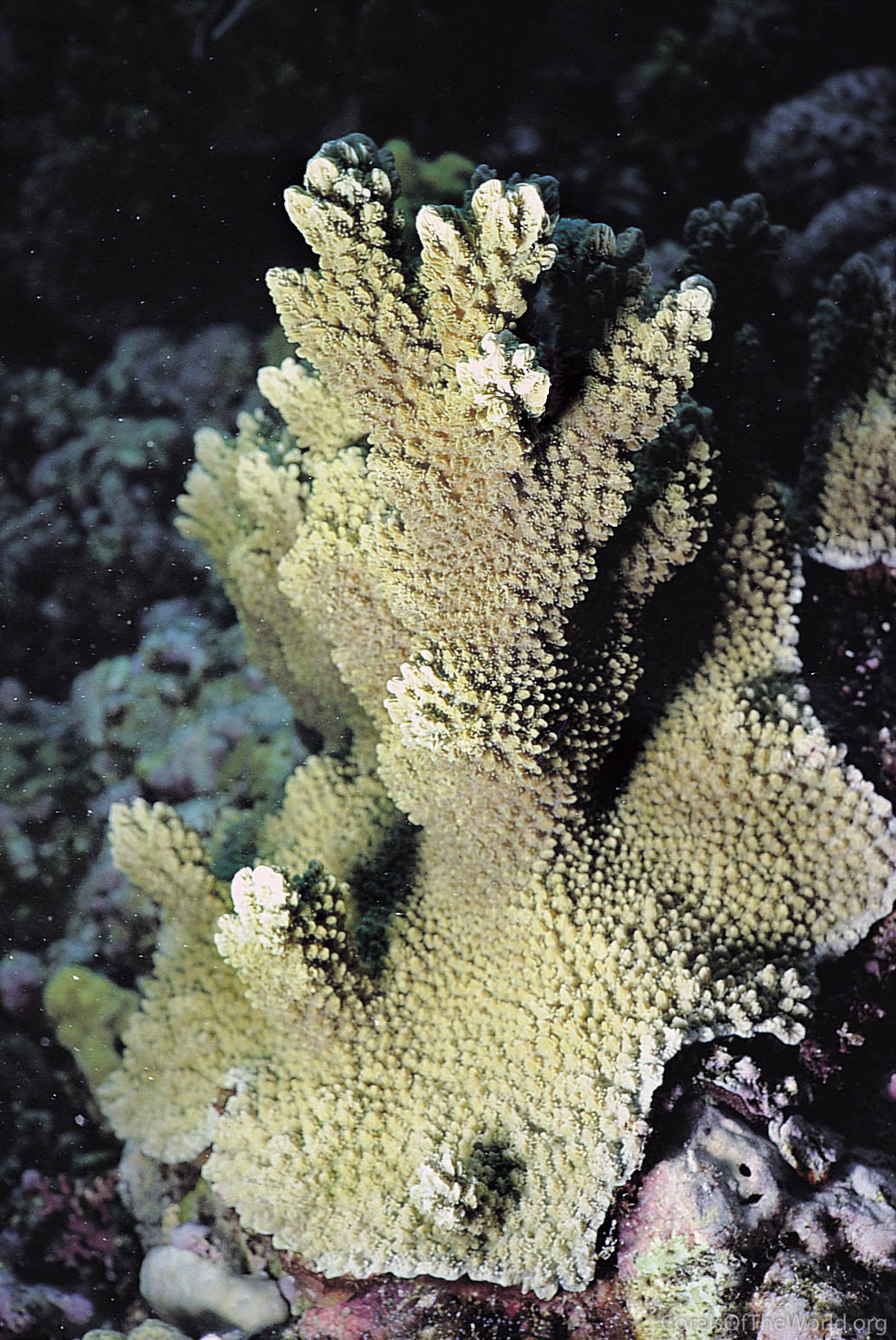 Image from Corals of the World: Hydnophora exesa