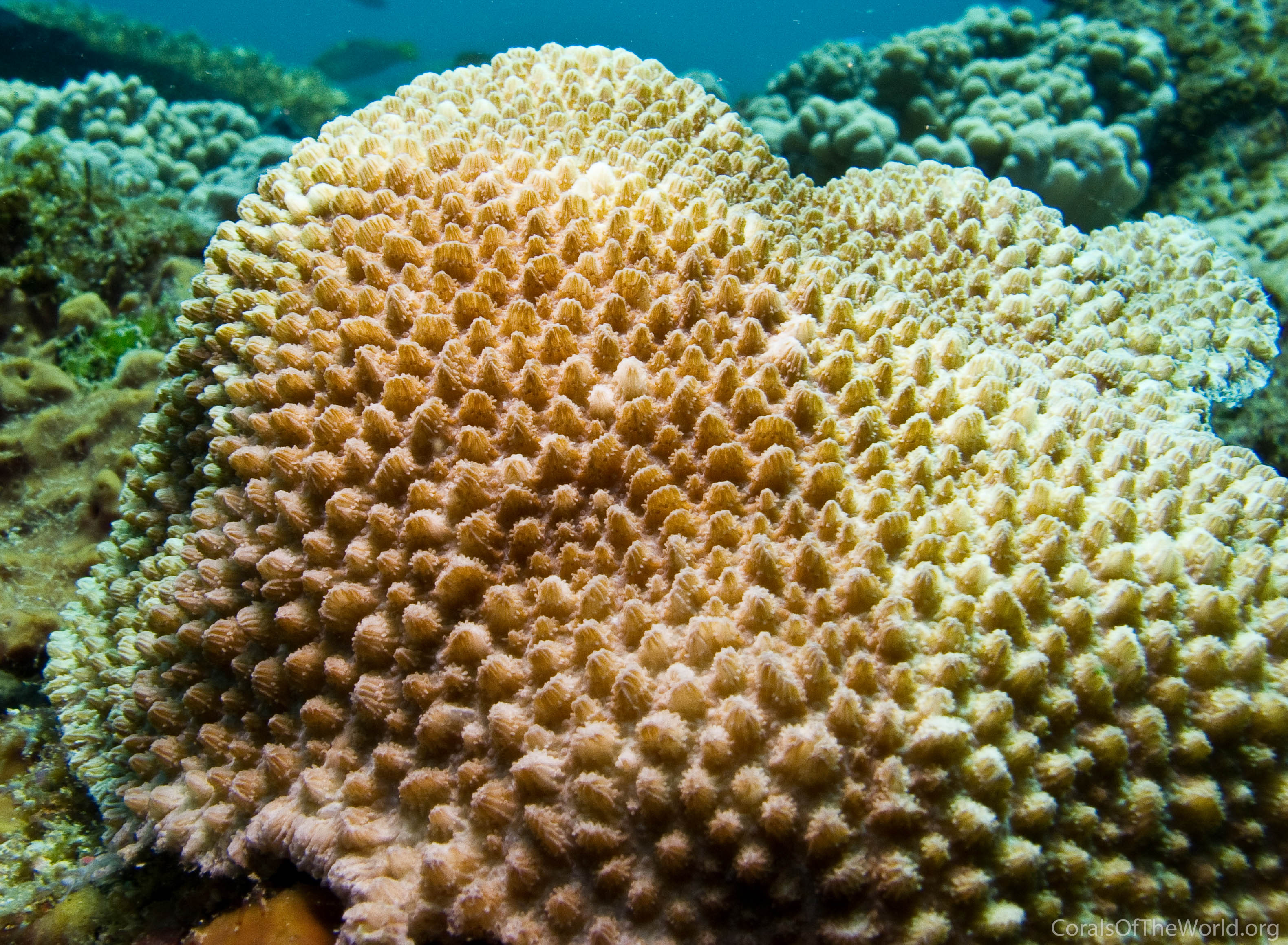 Image from Corals of the World: Hydnophora microconos