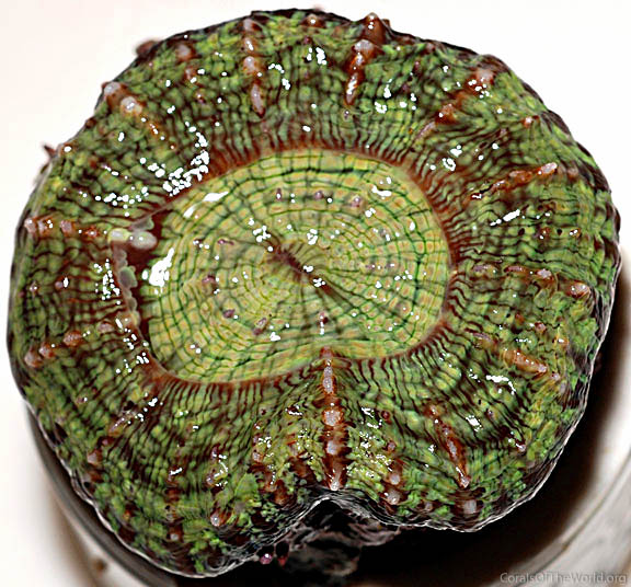 Indophyllia macassarensis