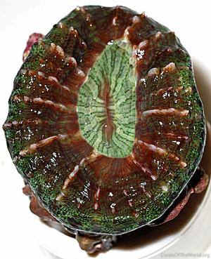 CotW preview: Indophyllia macassarensis