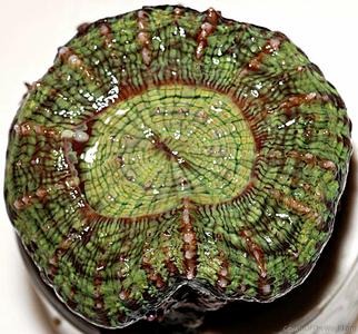 CotW: Indophyllia macassarensis