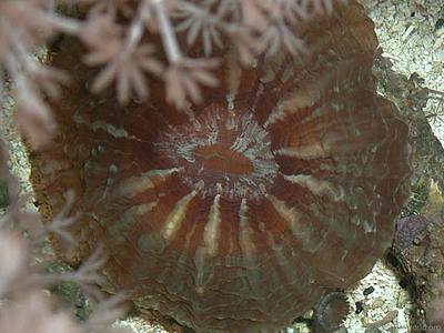 CotW: Indophyllia macassarensis