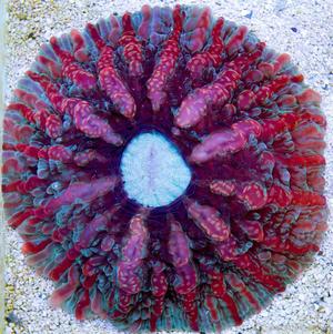 CotW: Indophyllia macassarensis