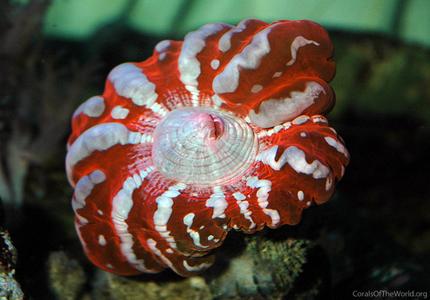 CotW: Indophyllia macassarensis