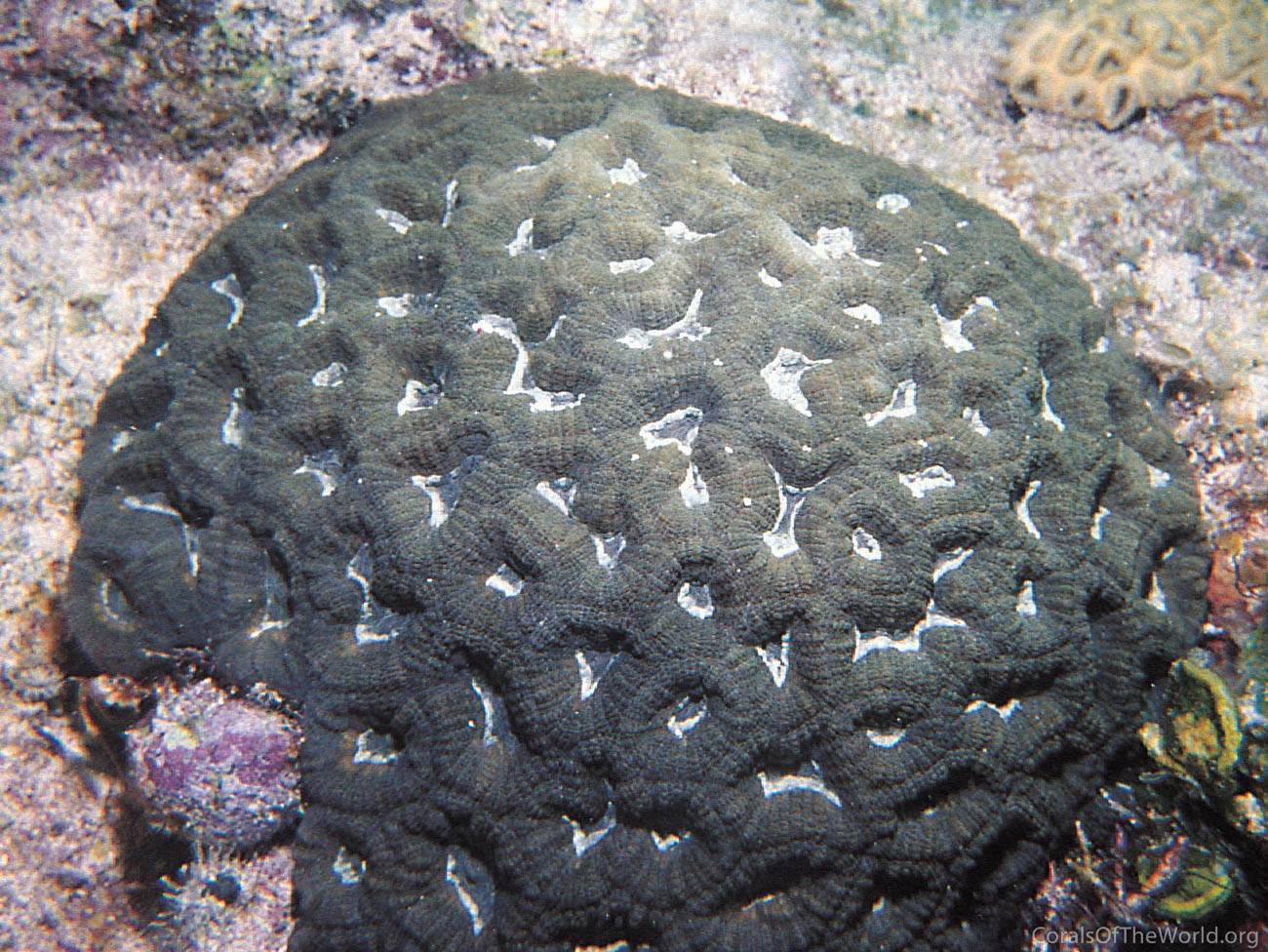 Isophyllia rigida