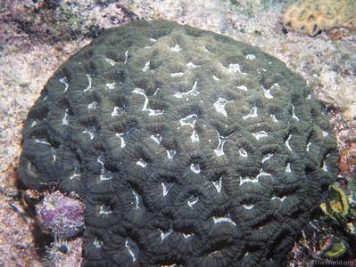 CotW: Isophyllia rigida