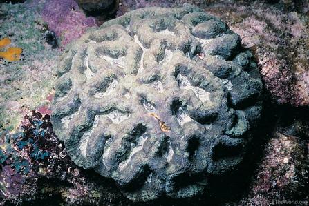 CotW: Isophyllia rigida